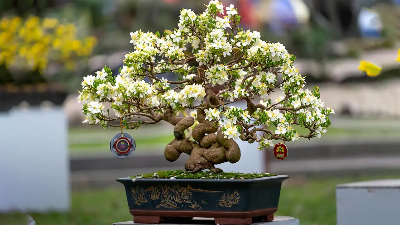 Blooming Elegance in Bonsai
