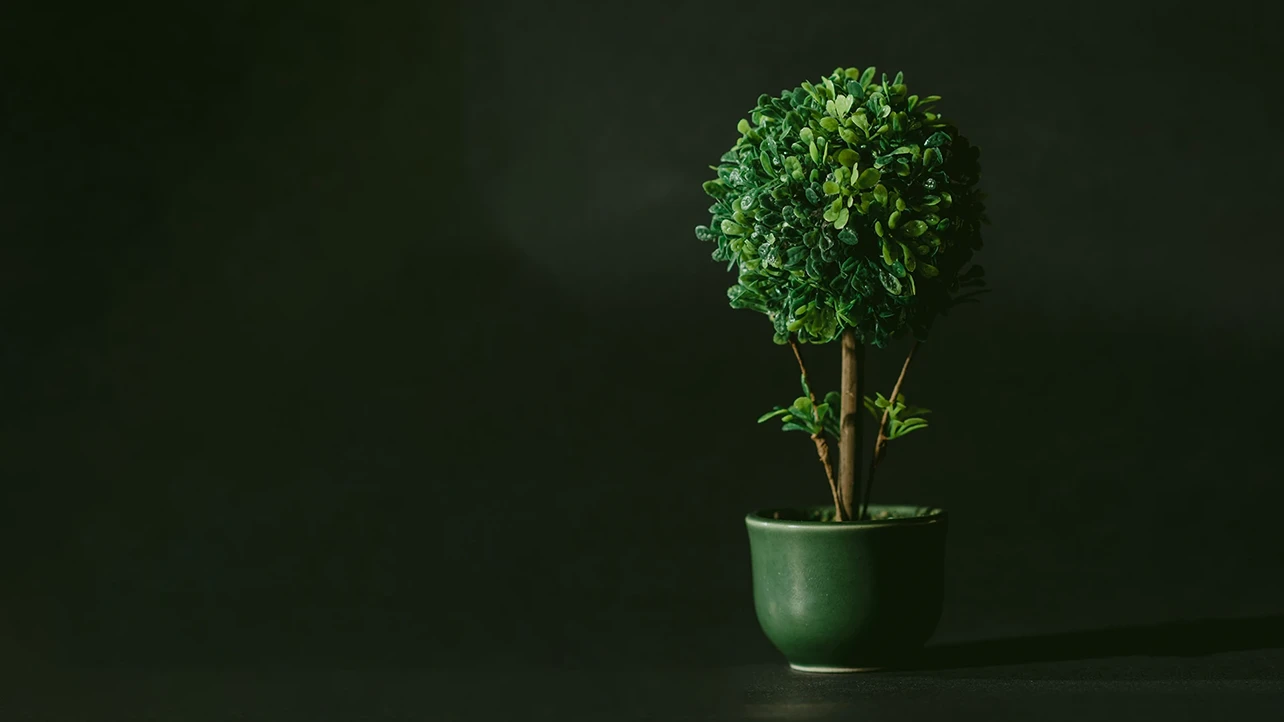 The Perfect Desk Companion