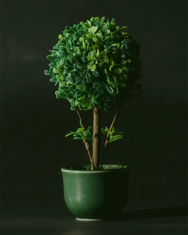 Ficus Bonsai