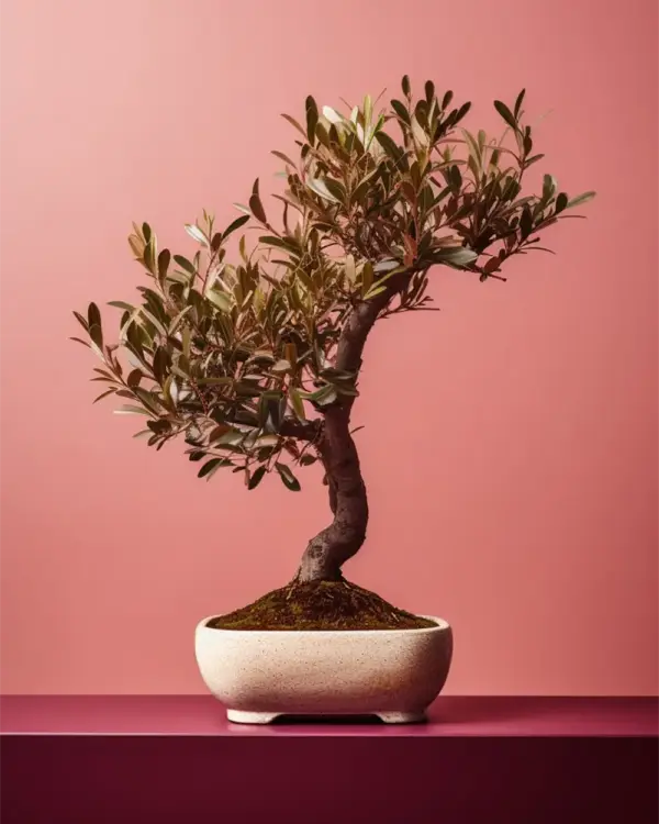 Twisted Olive